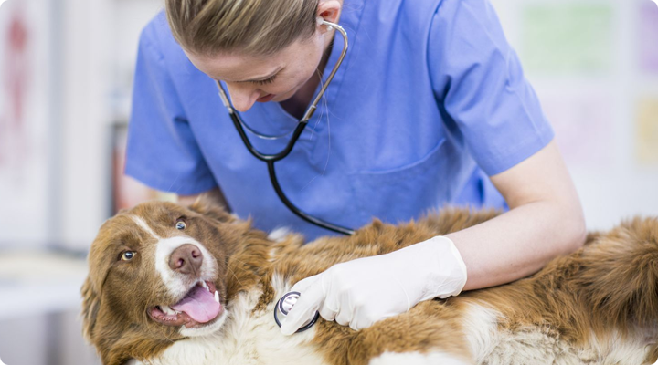 Per animali domestici