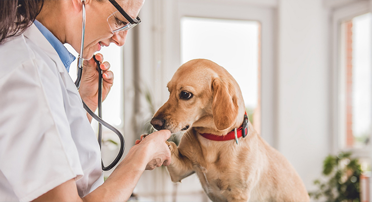 Jiangsu Dingshun Prodotti Medici Co., Ltd.